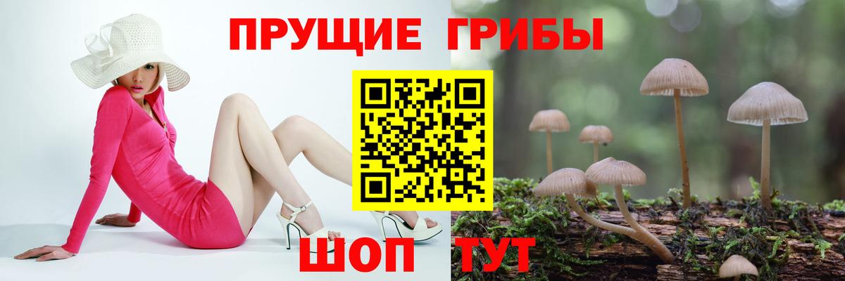 Галлюциногенные грибы Psilocybe Шелехов
